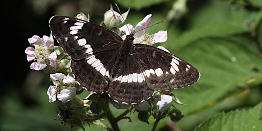 Primaire afbeelding van Local Volunteer Event: Life-Cycles of British and Irish Butterflies