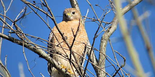 Imagem principal do evento Headwaters 2nd Friday Birding with Tom and Patsy Inglet