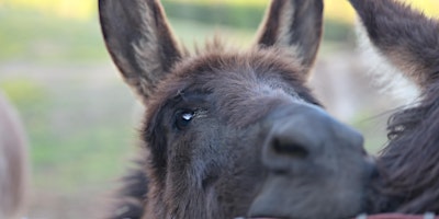 Primaire afbeelding van Donkey 101 - Fundamentals for the New Donkey Owner