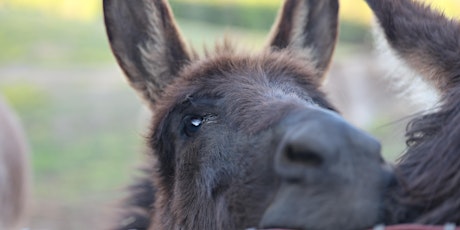 Donkey 101 ONLINE - Fundamentals for the New Donkey Owner
