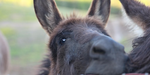 Donkey 101 ONLINE - Fundamentals for the New Donkey Owner primary image