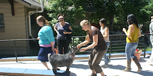 Animal Assisted Therapy 3-Day Intensive Training - June 2024  primärbild