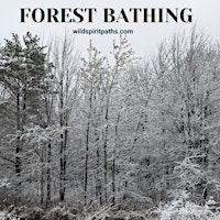 Forest Bathing: Connect With Winter primary image
