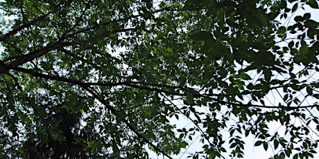 Healthy Urban Tree Canopy Grant Workshop