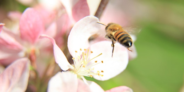 Honey, Wine, and Bees