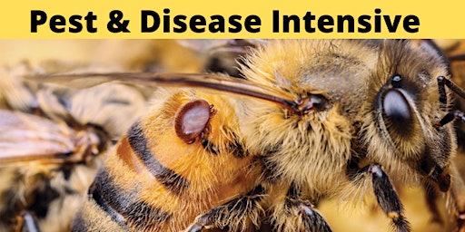 Primaire afbeelding van Honey Bee Pest & Disease Intensive | 1-day Hands-On Beekeeping Workshop