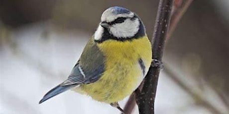 Wild Norwood: Winter Birds in West Norwood Cemetery primary image