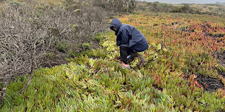 Primaire afbeelding van Stewardship Saturday: Icing Out Iceplants