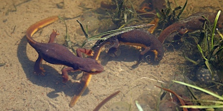 Image principale de Eye of Newt and Toe of Frog Hike