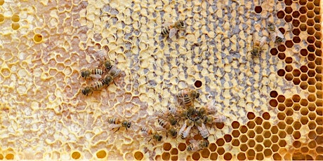 Hauptbild für Backyard Beekeeping: Part 1