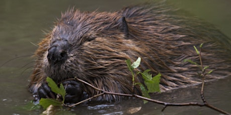 Primaire afbeelding van Living with Beavers