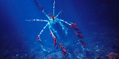 Primaire afbeelding van Bioluminescence - Intertidal Walk