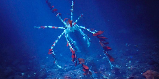 Bioluminescence - Intertidal Walk primary image