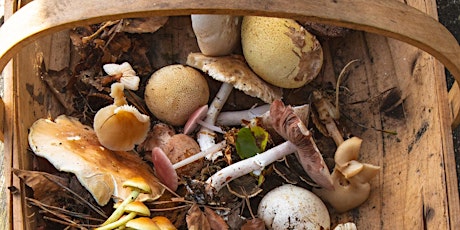 WIld mushroom forage and feast - Spring
