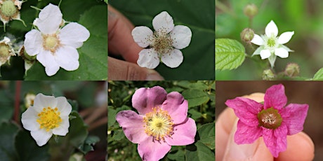 Major Medicinal Plant Families  primärbild