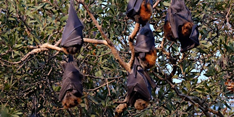 Bat Count - Centennial Park primary image
