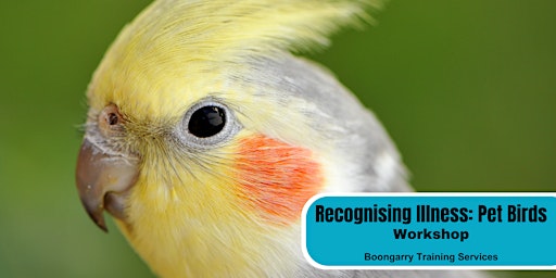 Imagen principal de Recognising Illness: Pet Birds