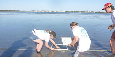 Seagrass monitoring at Loders Creek (adults +16) primary image