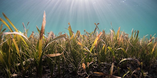 Hauptbild für Seagrass monitoring at Wave Break Island 1+2 (adults +16)