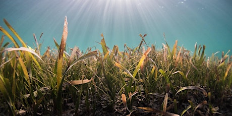 Citizen Science - Seagrass monitoring at Tallebudgera Creek (adults +16) primary image