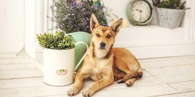 Herbs for Pets: Pet Health & Remedies