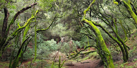 Hike and Day of Service: Invasive Removal at Redwood Regional Park (Oakland) primary image