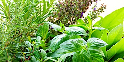 Grow Your Own Herbs and Salad