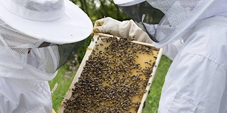 Becoming a Beekeeper primary image