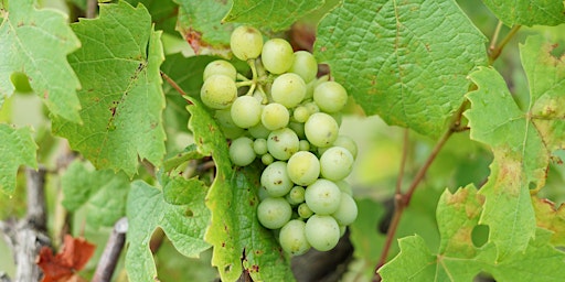Dégustation de vin naturel : les vins d'ici et d'ailleurs primary image