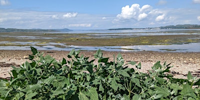 Imagem principal do evento Foreshore Foraging with Coeur Sauvage at Portencross