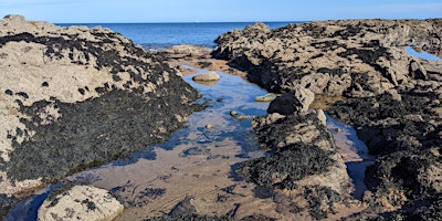 Imagem principal de Spring Low Tide Foraging with Coeur Sauvage at Longniddry Bents