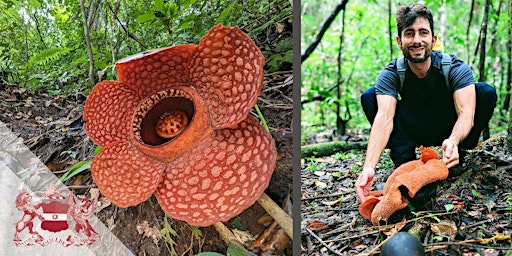 Imagem principal do evento Pathless Forest | The Quest To Save The World’s Largest Flowers