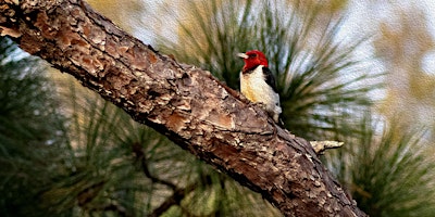 Immagine principale di Field Trip: SUMICA - Polk County Environmental Lands 