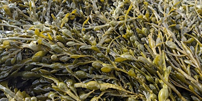 Imagen principal de Seaweed Foraging with Coeur Sauvage at Portencross