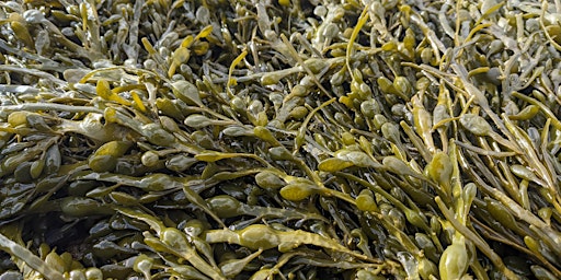 Seaweed Foraging with Coeur Sauvage at Portencross primary image