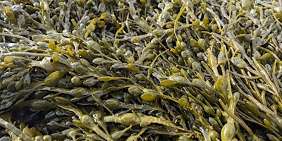 Primaire afbeelding van Seaweed Foraging with Coeur Sauvage at Portencross