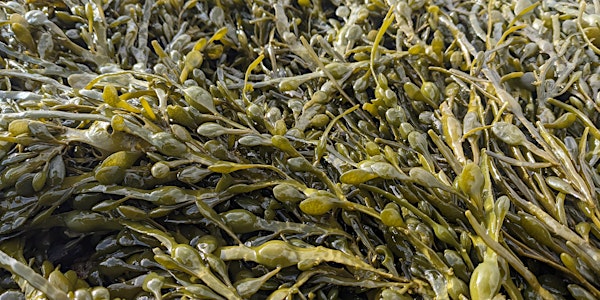Seaweed Foraging with Coeur Sauvage at Portencross