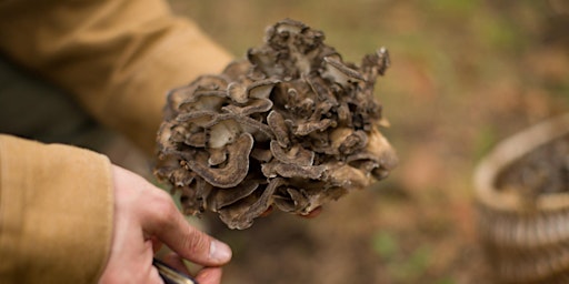 Imagem principal do evento Premiere Series: Getting Wild—Mushrooms, Fungi,  and Natural Wine