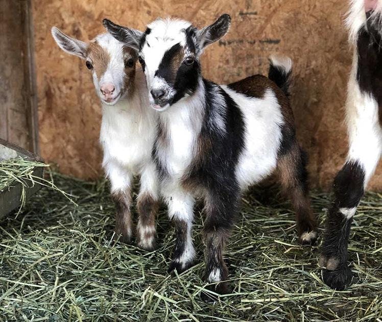  BABY NIGERIAN DWARF GOATS