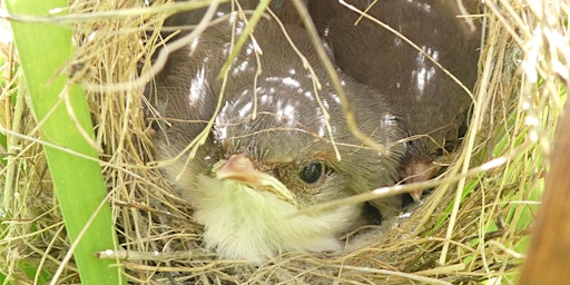 Imagem principal de Crestwood Bushcare (3rd Saturday of the month 9am - 12pm)