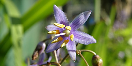 Elizabeth Chaffey Bushcare Group (3rd Sunday of the month 1pm -4pm)