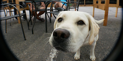 Primaire afbeelding van Pupper Tuesdays