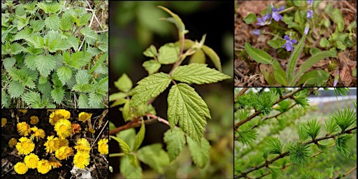 Initiation à la cueillette de plantes sauvages printanières primary image