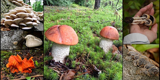 Initiation à la cueillette de champignons sauvages, niveau1 primary image