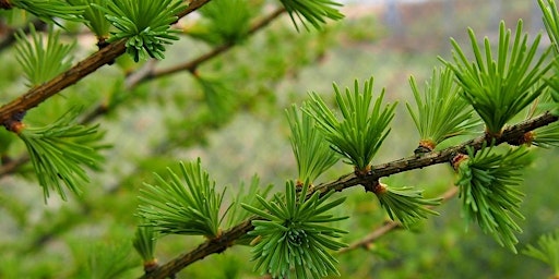 Hauptbild für Combo-Cueillette de produits forestiers non-ligneux et Shinrin Yoku