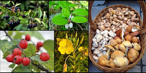 Hauptbild für Initiation à la cueillette de plantes et champignons sauvages d’automne