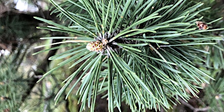 Shinrin Yoku (Bain de forêt)