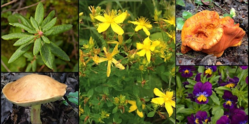 Hauptbild für Initiation à la cueillette de plantes et de champignons sauvages d’été