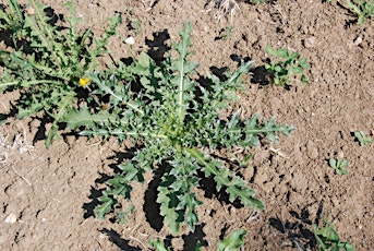 Small Acreage Weed ID and Control Workshops primary image