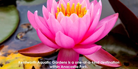 2019 Lotus and Water Lily Festival at Kenilworth Aquatic Gardens primary image